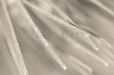 大自然的摘要:冬季模糊的松针
