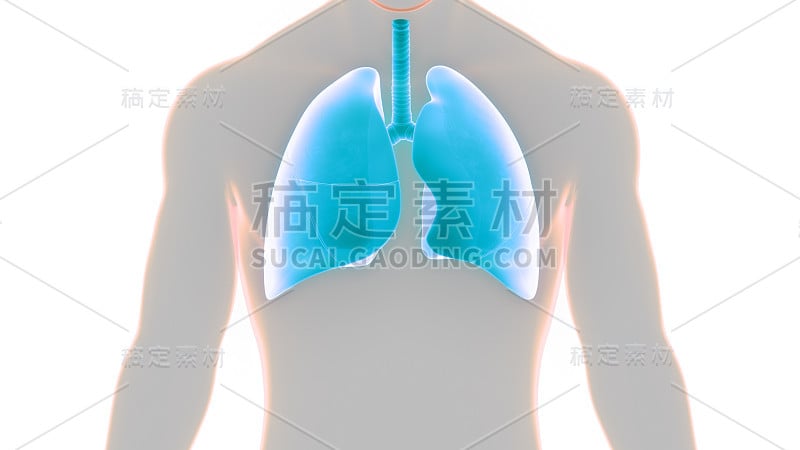 人体呼吸系统及肺解剖学