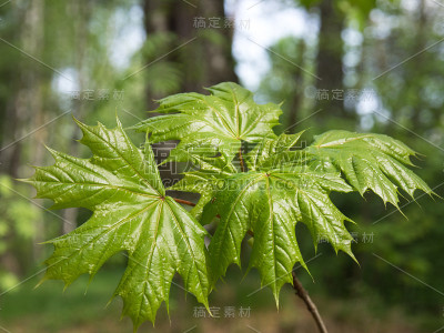 春天阳光下的小枫叶在森林里