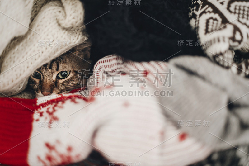 可爱有趣的虎斑猫躲在毛衣，文字空间。小猫缅因在温暖的家堆衣服可爱的眼睛。好玩有趣的时刻