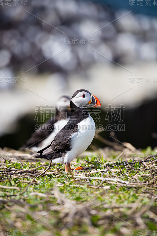 阳光海雀