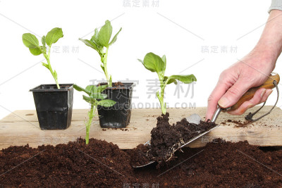 种植树苗