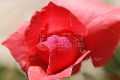 花自然叶色