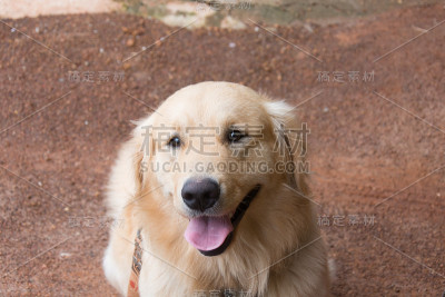 金毛寻回犬的肖像
