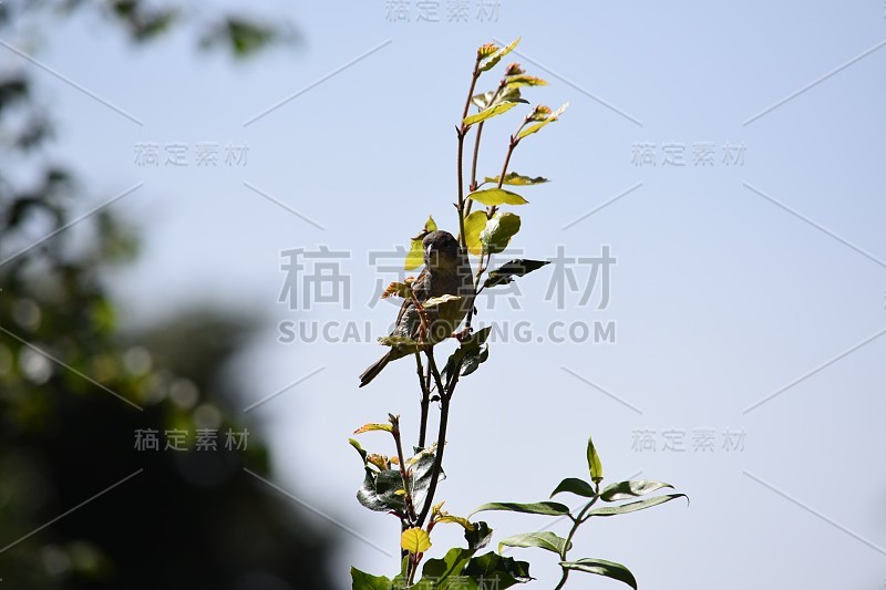 山毛榉树枝上的麻雀