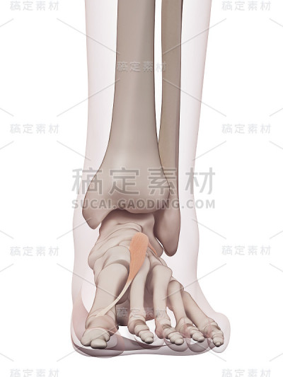 医疗插图
