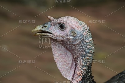 火鸡