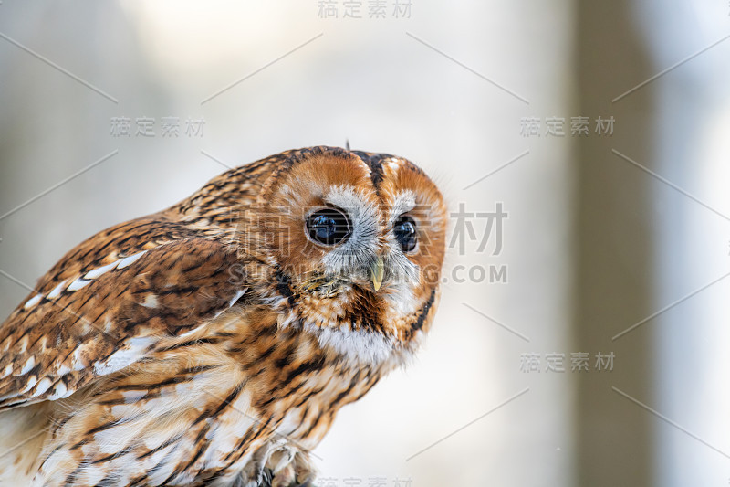 小猫头鹰(斯特里克斯·阿卢科饰)坐在森林的一根树枝上四处张望