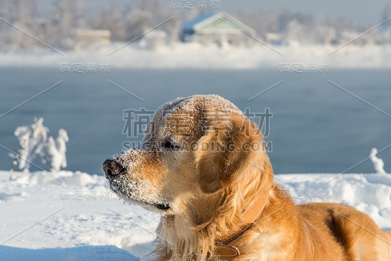 金毛猎犬的肖像与雪白的脸