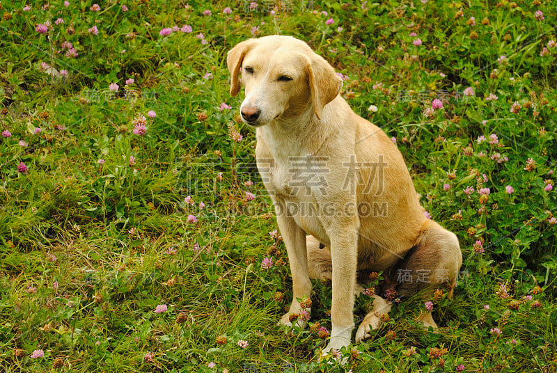 印度喜马偕尔邦，马纳里，Combai犬种