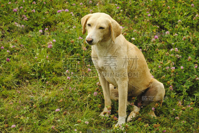 印度喜马偕尔邦，马纳里，Combai犬种