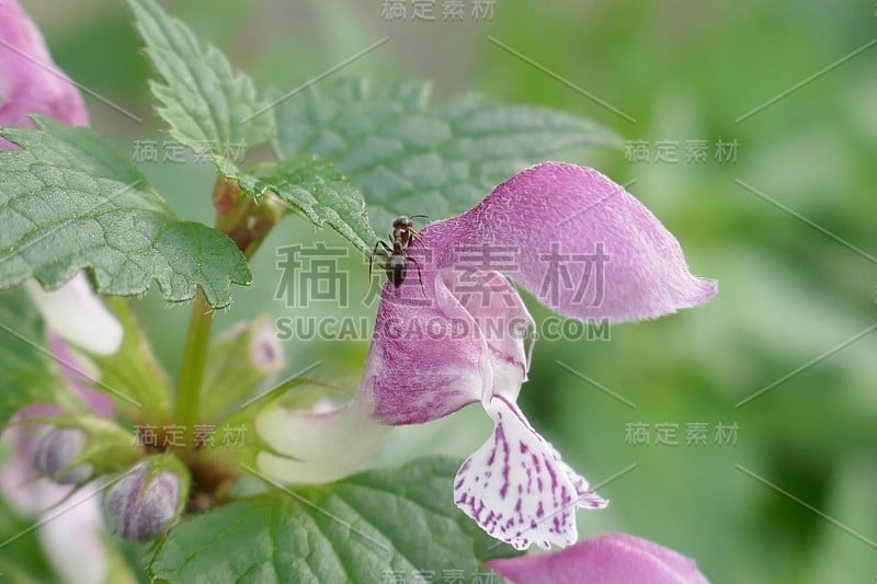 花和昆虫