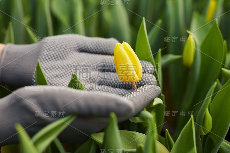 郁金香的温室