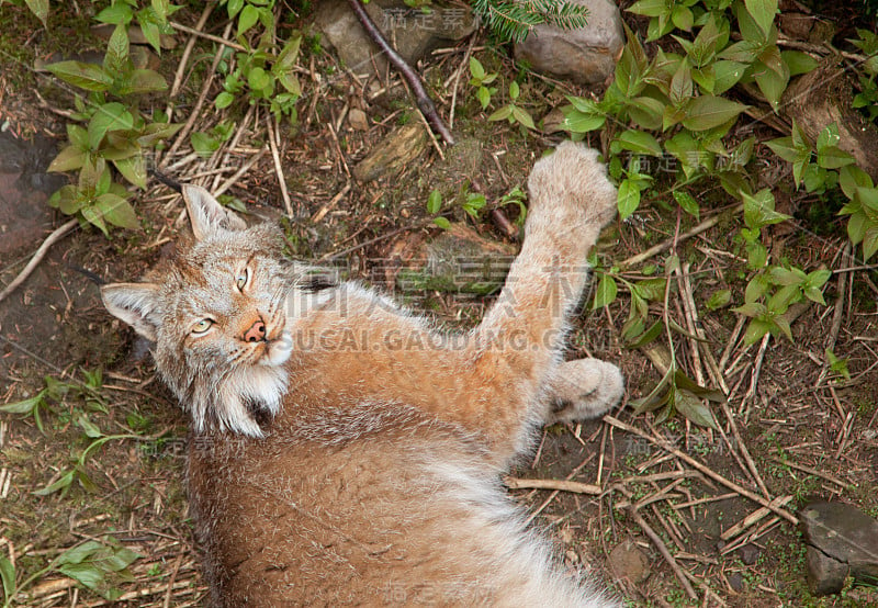 玩猞猁外