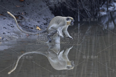 维维特猴子（氯化物）
