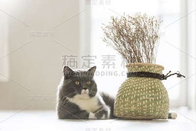 可爱的灰猫