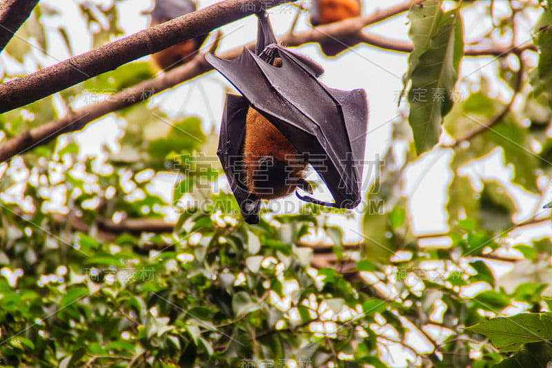 在泰国曼谷的Wat Po，泰国差春骚，用泰语说的Lyle's flying fox, Pteropu