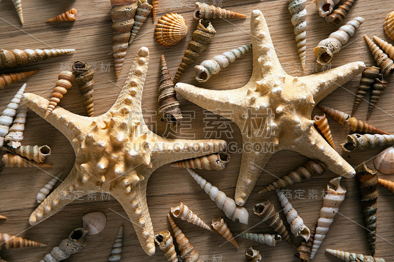 Background of sea shells and starfish