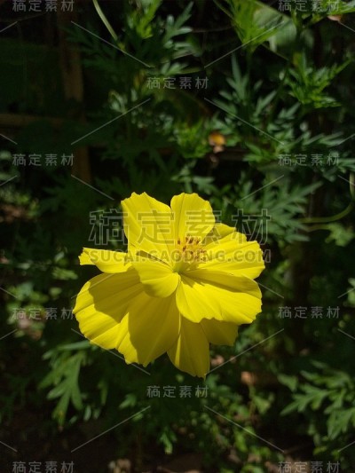 黄色的花