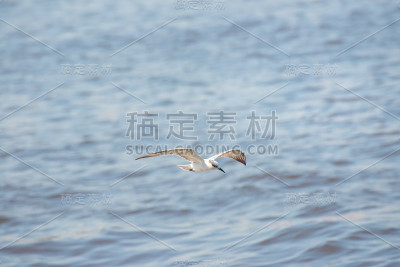 海鸥