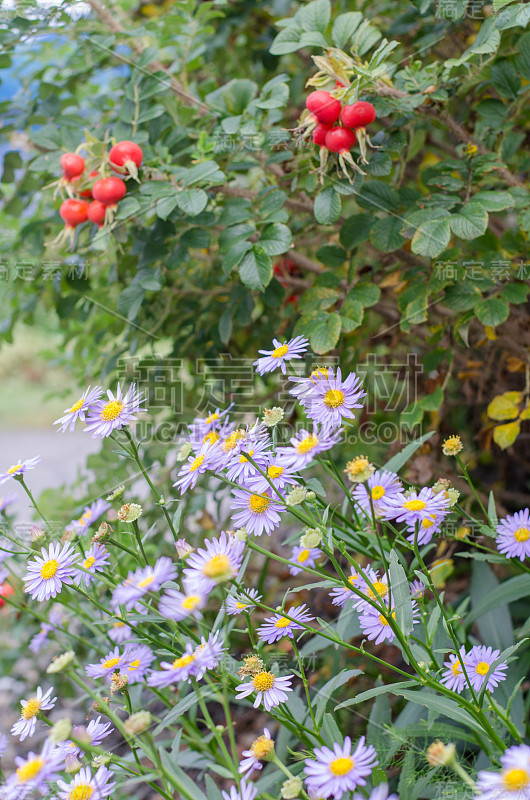 花的风景