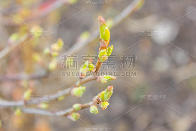 芽肿的春枝。