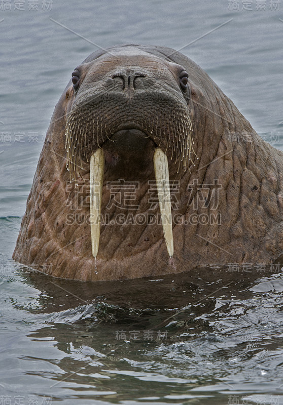 海象，Odobenus rosmarus，是一种大型的鳍状海洋哺乳动物，在北半球的北冰洋和亚北极海域