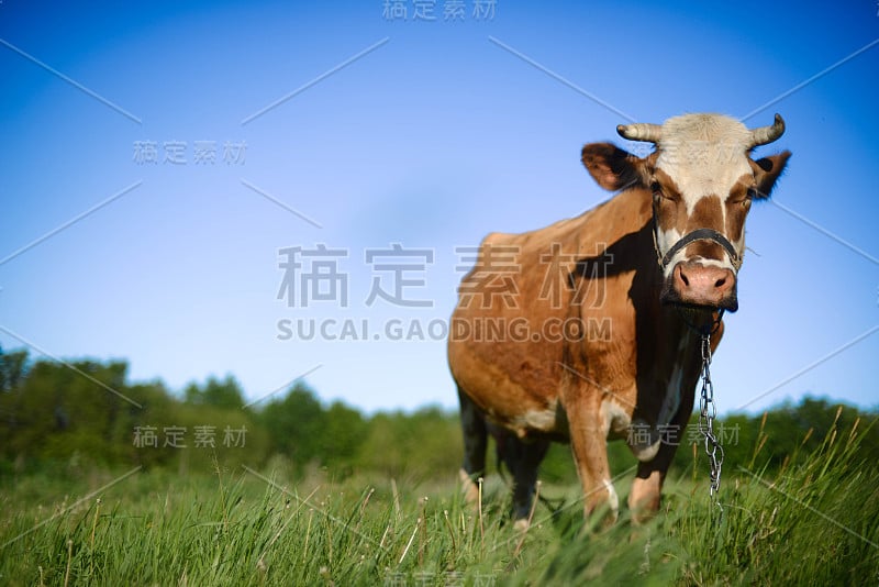 奶牛在农村，美丽的天空在背景。一头好奇的奶牛站在她的牧场上。奶牛。一头好奇的奶牛。奶牛在夏天绿色的田