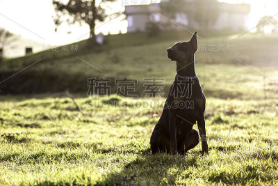 日落下的杜宾犬