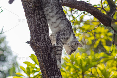 树上的小猫