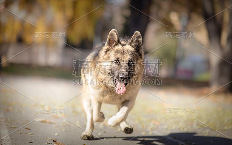 行动中的德国牧羊犬