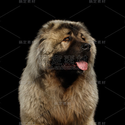 孤立在黑色背景上的白种牧羊犬
