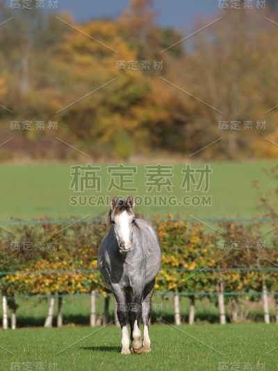 年轻漂亮的小马
