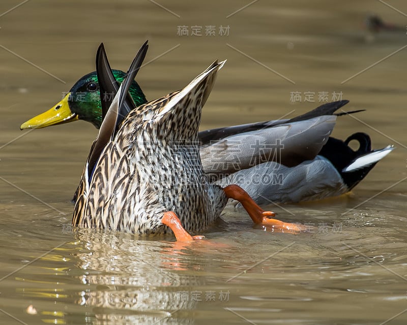 弗吉尼亚州亨特利草地公园的野鸭