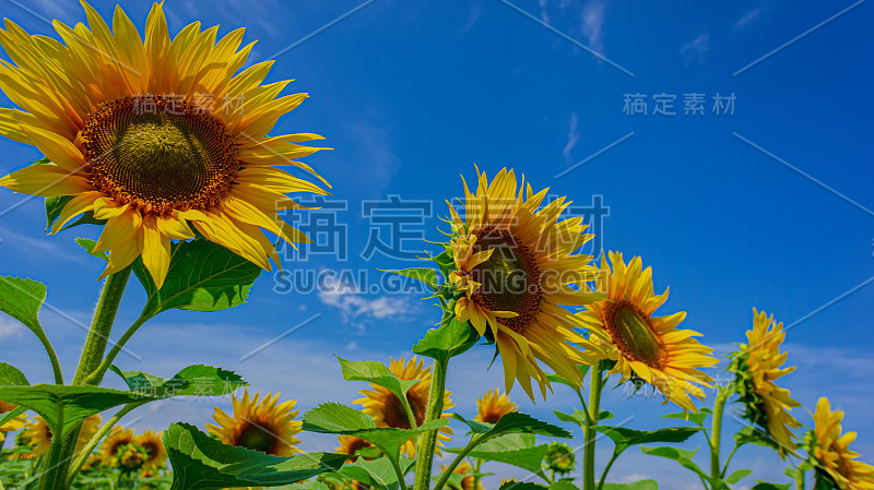 五朵盛开的向日葵，绿叶映衬着田野和蓝天，特写。