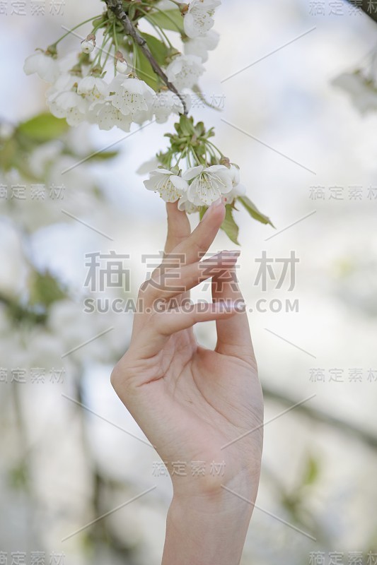 手摸春花开花落