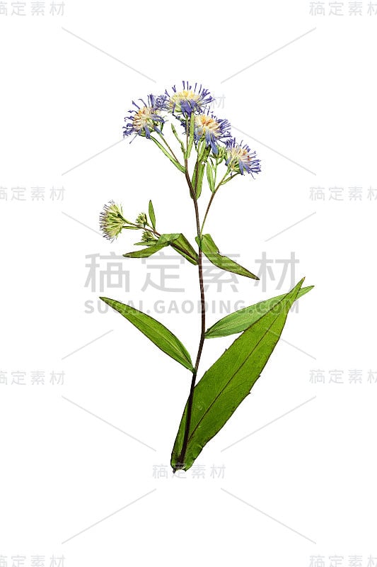 压花和干花