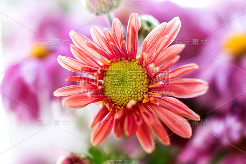 秋园菊花