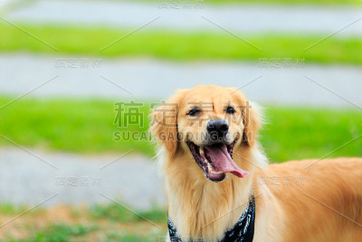 金毛猎犬