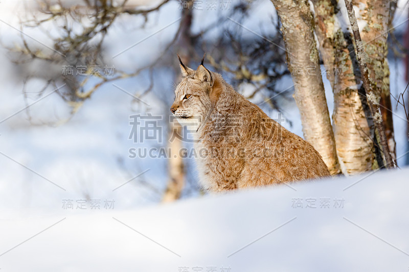 野猫坐在公园里光秃秃的树旁的雪地上