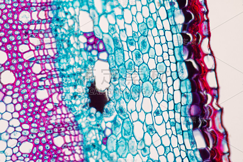 课堂教学显微镜下的植物茎横截面。