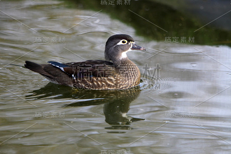 环水鸭