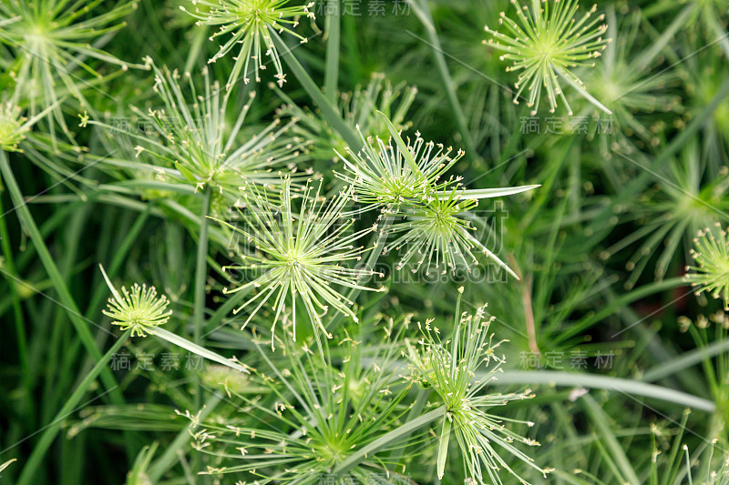 天然植物背景香附。从以上观点。