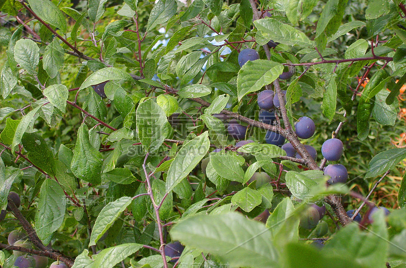 8月果实累累。蚜虫植物的害虫，白蝇。果实和荆棘的叶子上布满了昆虫。野生李子