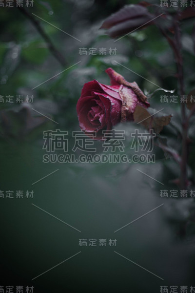 红玫瑰