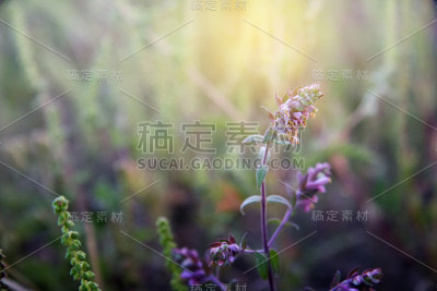 紫色的花