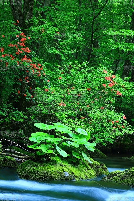 青森鲜绿的江濑山溪