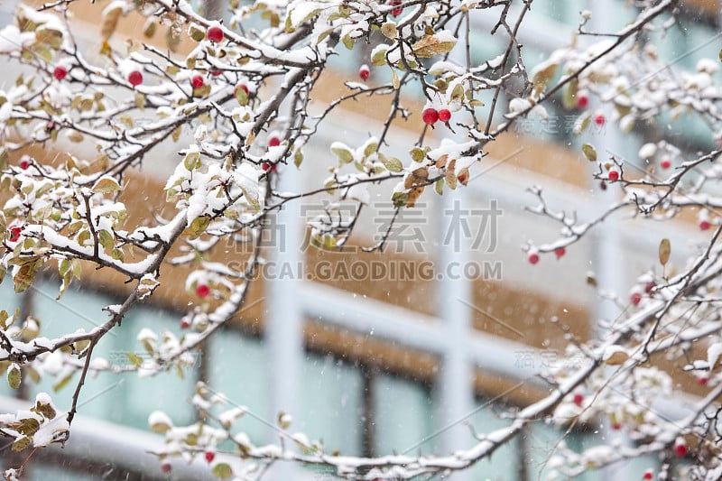 水果，山楂树，雪