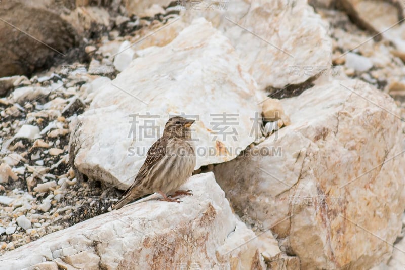 摇滚麻雀