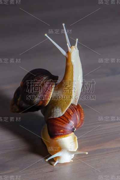 一对大蜗牛